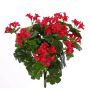 Geranio artificiale BERENIKE su stelo, zona trasversale, rosso, 40cm, Ø5-8cm