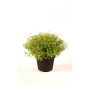 Crescione dei giardini di plastica YANIS, verde, 13cm
