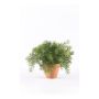 Asparagus sprengeri artificiale MONET in vaso di terracotta, 20cm.