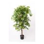 Ficus benjamina artificiale BARTOLO, tronco vero, verde, 200cm