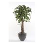 Ficus benjamina di plastica CARLOH, tronchi veri, verde, 140cm
