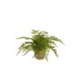 Felce femmina artificiale MELLEA in vaso di terracotta, verde, 25cm