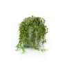 Pianta artificiale di senecio PIURA in vaso di cemento, verde, 15cm