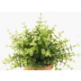 Eucalipto artificiale JOSHUA su stelo, verde, 20cm, Ø17cm