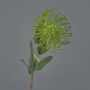 Protea artificiale BAILY, verde, 50cm, Ø12cm