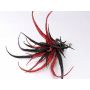 Tillandsia stricta artificiale TESAK su clip, con brillantini, nero-rosso, 17cm