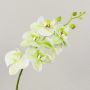 Ramo artificiale di orchidea phalaenopsis OPHELIA, verde-fucsia, 80cm