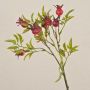 Ramo decorativo di rosa selvatica VIVEKA con bacche di rosa canina, rosso, 50 cm