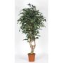 Ficus Benjamina artificiale SILENO, tronchi reali, verde-bianco, 200 cm - Made in Italy