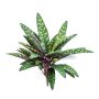 Pianta artificiale Calathea Makoyana MANAMI su bastoncino, verde-rossa, 40 cm