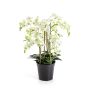 Fiore artificiale Phalaenopsis Orchidea FINEA in vaso decorativo, crema, 85 cm