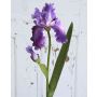 Iris finto ANNESCA, viola, 80cm