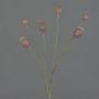 Capsule di papavero artificiale ASUMAN, marrone, 70cm