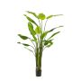 Strelitzia finta BEDAR, verde, 235cm
