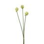 Mazzo di fiori artificiali di allium LAMDA, crema-verde, 65cm