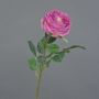 Rosa centifolia finta CATINCA, rosa, 60cm