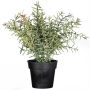 Erba decorativa rosmarino FINDAR in vaso decorativo, verde-arancione, 30 cm
