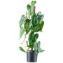 Pianta artificiale Fiore fenicottero TROMLEN, radici aeree, verde, 65 cm