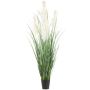 Erba decorativa erba della pampa QUINAL in vaso decorativo, pannocchie, crema, 210 cm