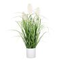 Erba decorativa PANCHE in vaso decorativo, pannocchie, crema, 60 cm
