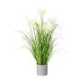 Erba decorativa erba della pampa VILMO in vaso decorativo, pannocchie, crema, 65 cm