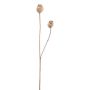Ramo decorativo capsule di papavero ORIONLA, marrone chiaro, 65 cm
