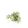 Pianta artificiale di pepe nano MIHALLA in vaso decorativo, verde-bianco, 19 cm