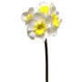 Narciso artificiale SEPUNY, bianco-giallo, 40 cm