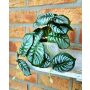 Pianta artificiale Calathea Orbifolia SOLINDA, vaso decorativo, pendente, 17 cm
