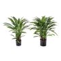 Pianta artificiale Calathea Rufibarba ADELFRIEDE, verde, 90 cm