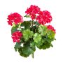 Geranio artificiale OTTAVIA su bastoncino, crossdoor, rosa, 40 cm