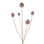 Capsula di papavero artificiale FILOMELA, marrone chiaro, 75cm