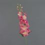 Delphinium artificiale SETSUKO, rosa-fucsia, 95cm