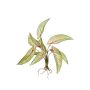 Calathea Ornata artificiale ASAGI, stelo, radici, verde-rosso, 40cm