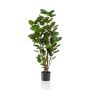 Polyscias artificiale FAUZIA, tronco artificiale, 105cm
