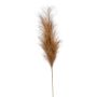 Pannocchia di erba della pampa artificiale AMATSIA, marrone, 115cm