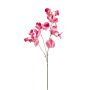 Lathyrus artificiale KANZI, rosa, 75cm