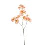 Lathyrus artificiale KANZI, pesca, 75cm