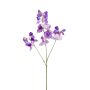 Lathyrus artificiale KANZI, viola, 75cm