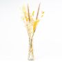 Fiori secchi con bottiglia LOTTCHEN, marrone, 77cm, Ø15cm