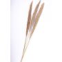 Mazzo di pannocchie di cannuccia ELEONORA, essiccate, colore naturale, 115cm