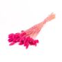 Erba canaria essiccata BRAGILA in mazzo, rosa, 50-75cm, Ø12cm