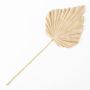 Fronda di palma washingtonia artificiale RUNING, beige-giallo, 60 cm