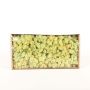 Autentico muschio islandese SVEINBJÖRN, verde pastello chiaro, 500g