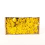 Autentico muschio islandese SVEINBJÖRN, giallo limone, 500g
