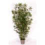 Bambù decorativo HILDEMARA, canne di bambù naturali, crossdoor, 175 cm - Made in Italy