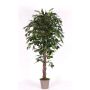 Ficus benjamina decorativo AMANCIO, tronchi naturali, verde, 150 cm - Made in Italy