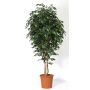 Ficus benjamini artificiale LEVANTA, tronchi naturali, verde, 275 cm - Made in Italy