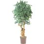 Ficus Benjamini artificiale AURELIANO, tronco naturale, verde-bianco, 200 cm - Made in Italy