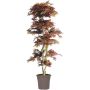 Albero decorativo Acero giapponese DANIIL, tronco vero, rosso-marrone, 185 cm - Made in Italy